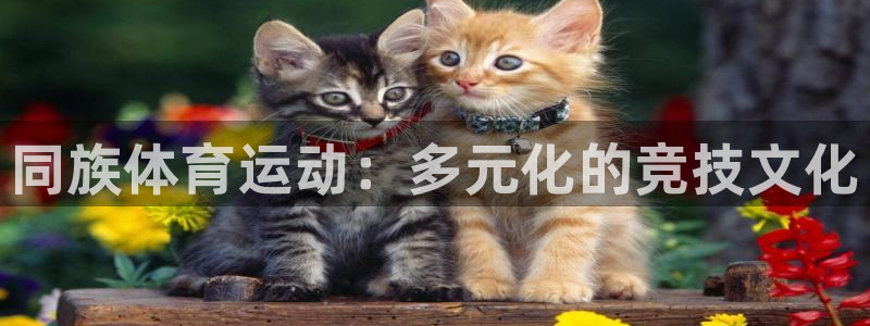 风速体育直播app
