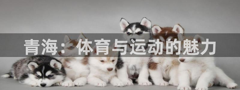 风速体育直播app：青海：体育与运动的魅力